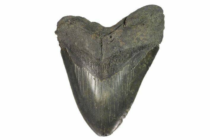 Fossil Megalodon Tooth - South Carolina #124750